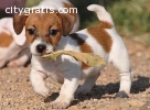 AKC Jack Russell puppies for sale