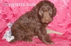 AKC Labradoodle Puppies for Sale
