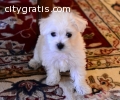 AKC Maltese Puppies for Sale