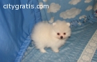 AKC Pomeranian Puppies for sale