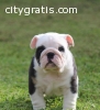 Akc registered english Bulldog puppies f