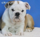 Akc registered English Bulldog puppies