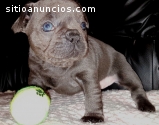 Akc registered French bulldog puppies
