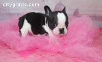 AKC Registered French Bulldog puppies