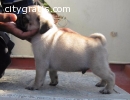 AKC registered male and female pug puppi