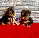 AKC registered male and female Yorkie Pu