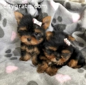 AKC registered male and female Yorkie Pu