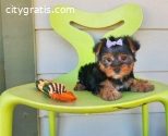 AKC registered male and female Yorkie Pu