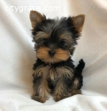 AKC registered male and female Yorkie Pu