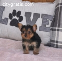 AKC registered male and female Yorkie Pu