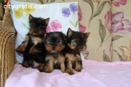 AKC registered male and female Yorkie Pu