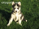 Akc registered Siberian Husky puppies