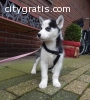 Akc Siberian Husky puppies