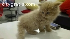 AKC stuning persian kitten  for sale