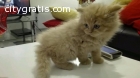 AKC stuning persian kitten for sale