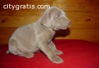 AKC  Weimaraner Puppies for Sale