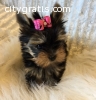 AKC Yorkshire Terrier puppies for sale