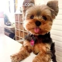 AKC Yorkshire Terrier puppies