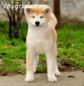 Akita Inu