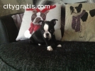 Amazing Boston Terrier Puppies