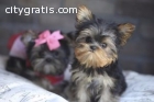 Amazing male and female teacup yorkie