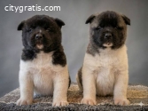 American Akita, puppies of champion orig