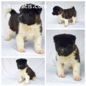 American Akita, puppies