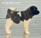 American Akita, puppies