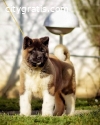 American akita