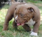 American bully pocket-micro
