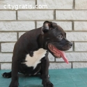 American bully pocket