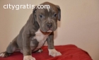 American pitbull terrier pups  available