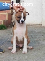 American Staffordshire Terrier puppies
