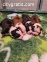 American Staffordshire Terrier, puppies