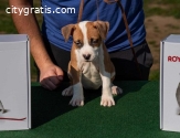 American Staffordshire Terrier, top qual