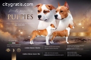 American staffordshire terriers