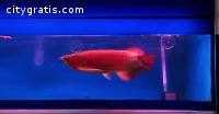 Arowana,Arowana fish for sale