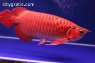 Arowana fishes of different kinds