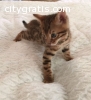 Asxc TICA Registered M/F Bengal Kittens