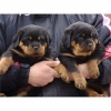 available & Amazing Rottweiler Puppies