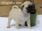 Available Pug Puppies for Sale