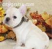 Awesome beautiful French Bulldog puppies