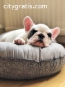 Awesome French Bulldog Puppies for Sale