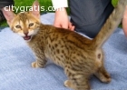 Awesome Male and Female F2 Savannah Cats