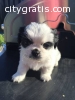 Awesome Shih Tzu Puppy Available (470) 2