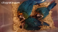 Babies blue and gold macaw Ready