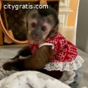 Baby Capuchin monkeys for sale