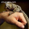 Baby marmoset monkeys for adoption.