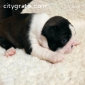 Beautiful BOSTON terrier puppies