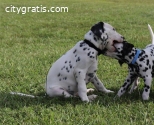 Beautiful Dalmatian Puppies